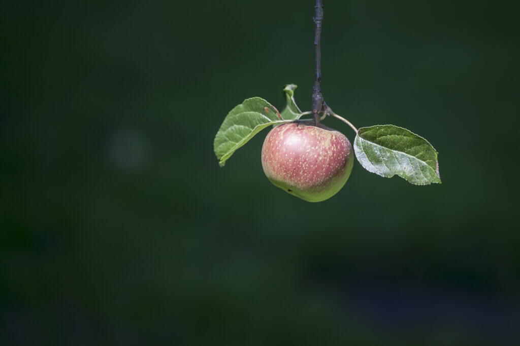 apple_on_tree